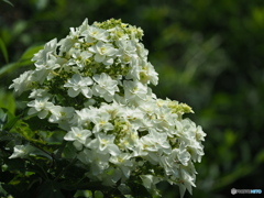 紫陽花を楽しむ ⑰