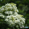 紫陽花を楽しむ ⑰