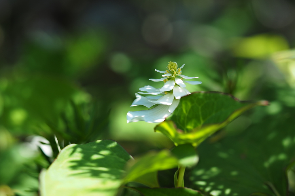 木陰に咲く八重ドクダミ