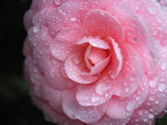 雨に濡れた…椿