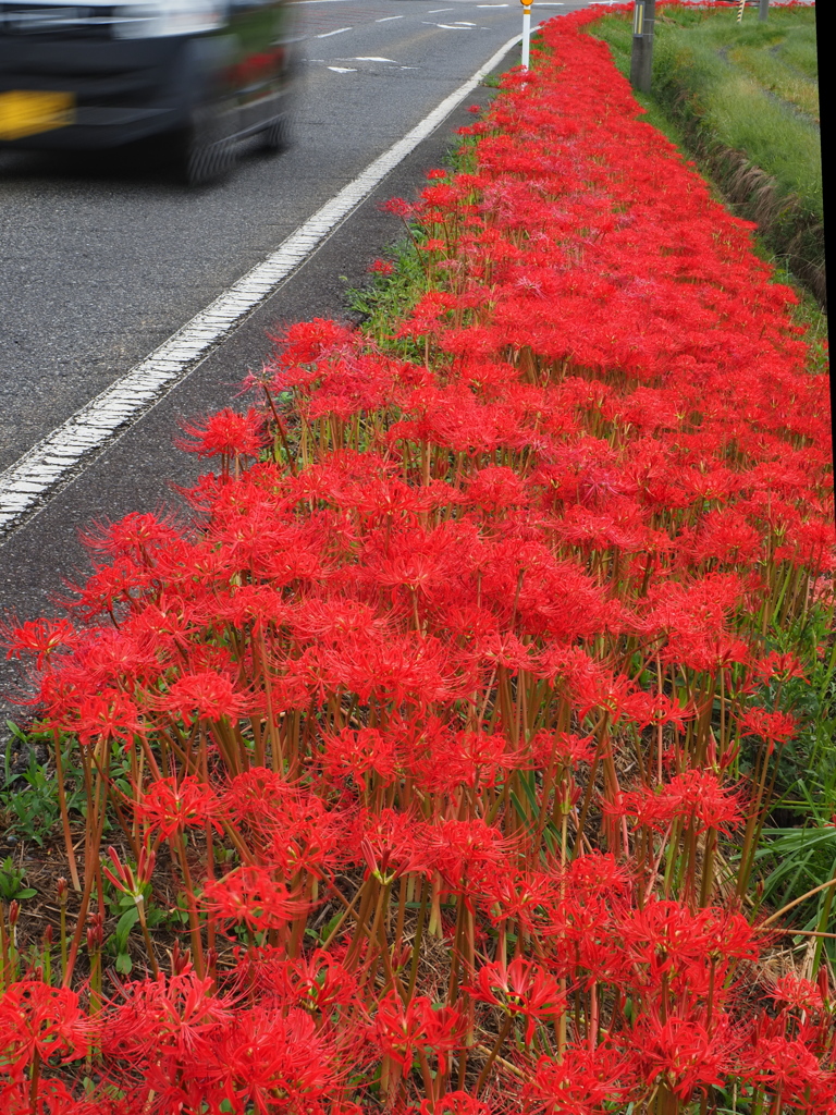 曼殊沙華街道