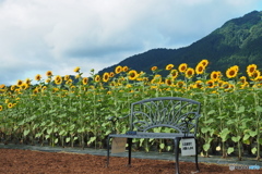 公園のひまわり…Ⅷ