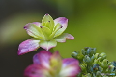 紫陽花を楽しむ ㉗