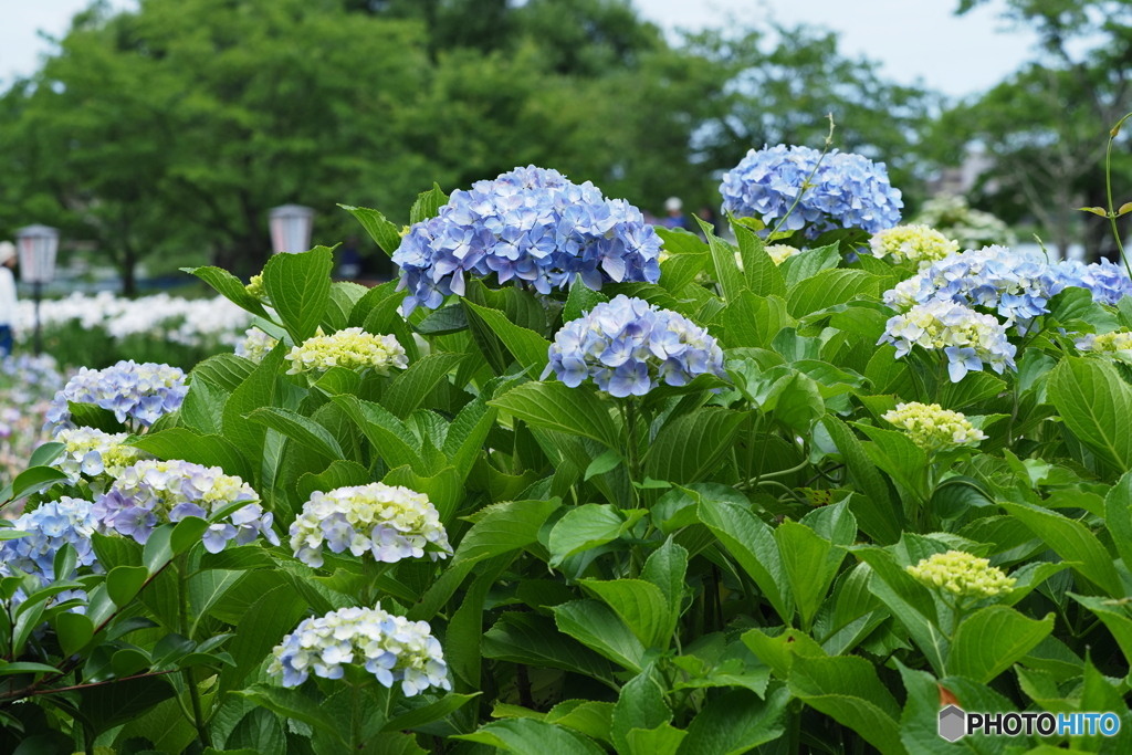 紫陽花を楽しむ ⑥