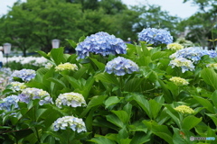 紫陽花を楽しむ ⑥