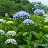 紫陽花を楽しむ ⑥