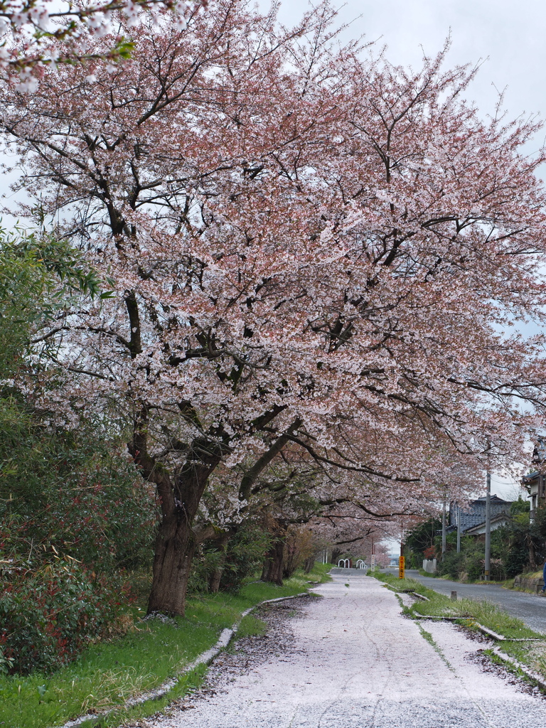 白い遊歩道