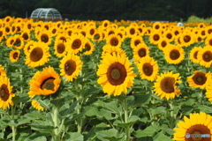 公園のひまわり…Ⅹ