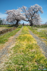 農道の夫婦桜