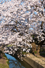 小さな用水路の桜