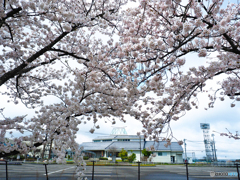 はな曇り