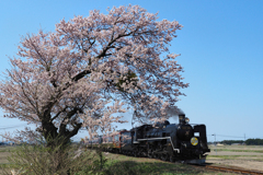 桜が迎える初運行