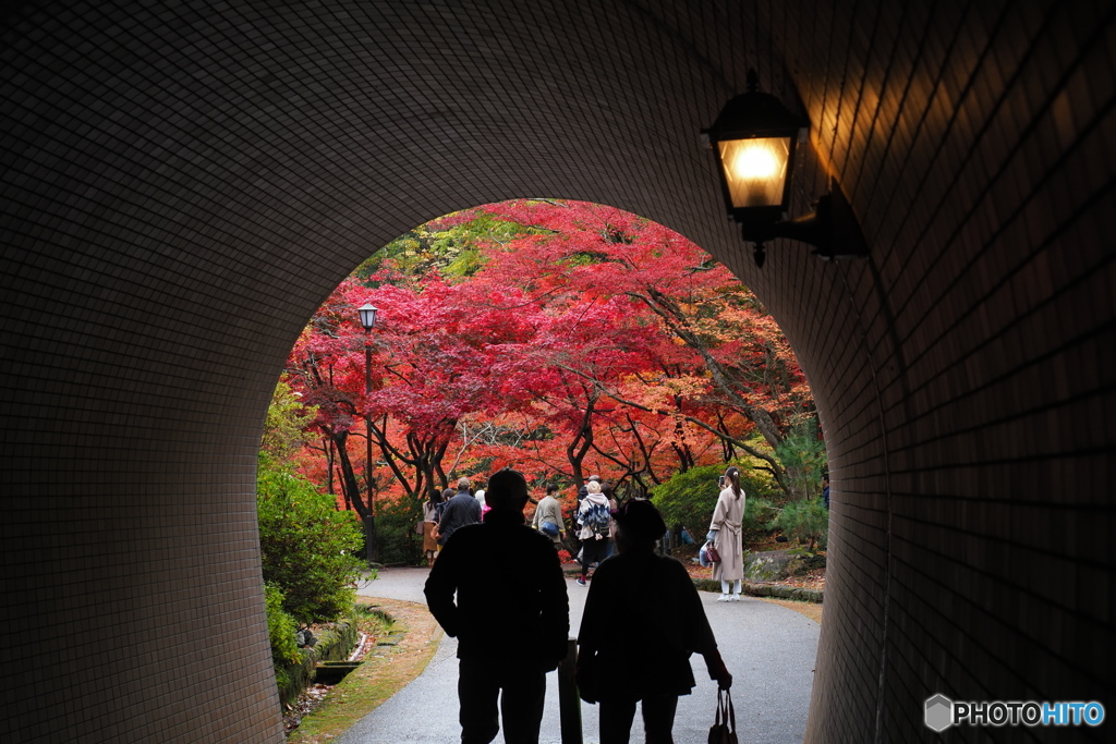 トンネルを抜けると そこはもみじ谷だった