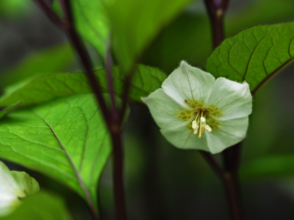 紫ほおずの花  