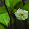 紫ほおずの花  