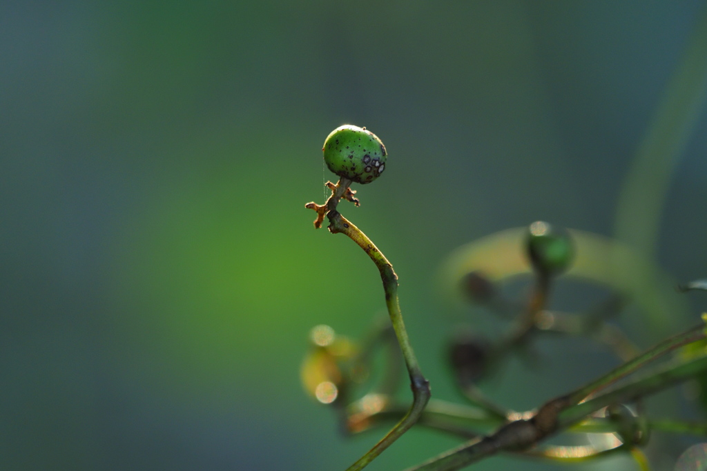 つる草の実ひとつ … 横