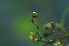 つる草の実ひとつ … 横