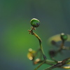つる草の実ひとつ … 横