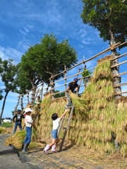 稲架かけ
