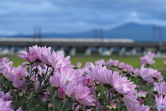 食用菊「花嫁」と…  