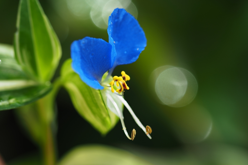 つゆ草 