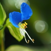 つゆ草 