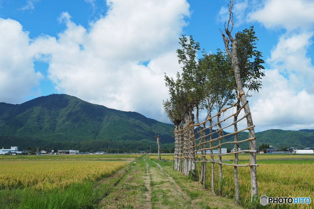 稲架木のある風景・稲架場