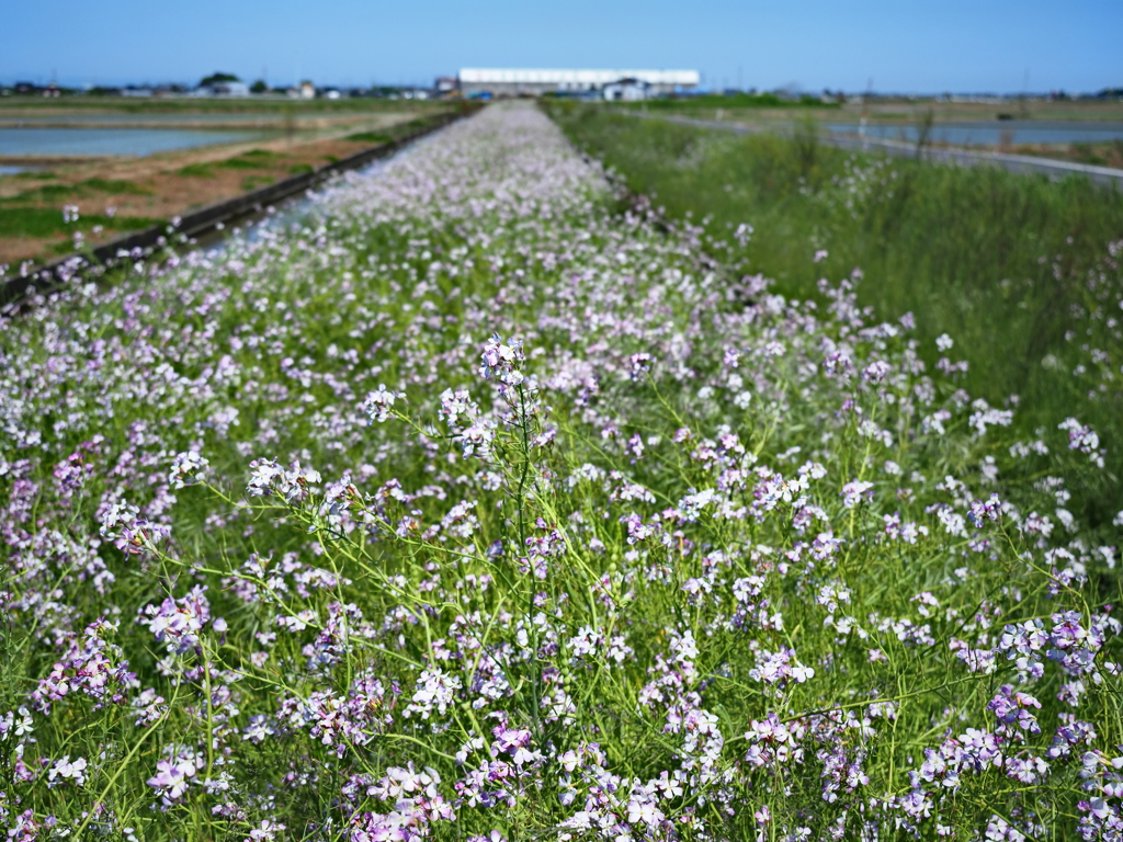 田園の美…大根の花