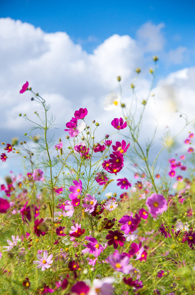 秋桜