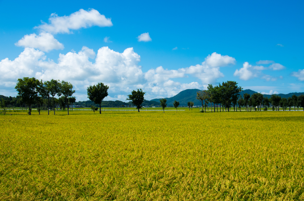 稲架木のある風景 - 葉月の1