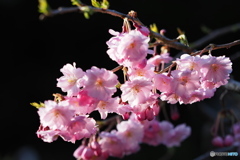 今日は ”開花宣言”