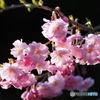 今日は ”開花宣言”