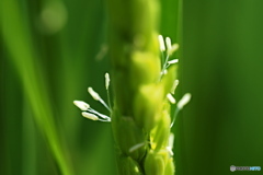 咲きました…稲の花