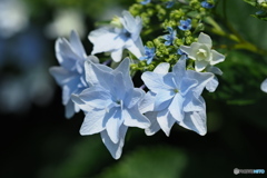 紫陽花を楽しむ ④