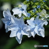 紫陽花を楽しむ ④