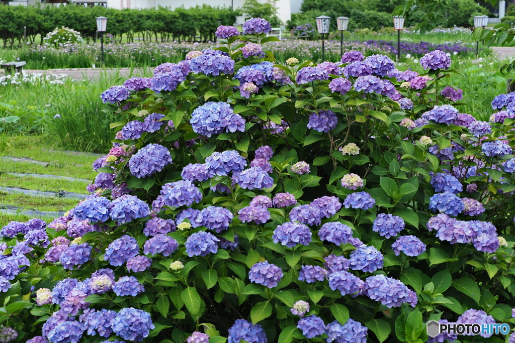 紫陽花を楽しむ ⑫