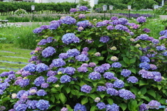 紫陽花を楽しむ ⑫
