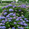 紫陽花を楽しむ ⑫