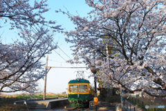 かぼちゃ電車