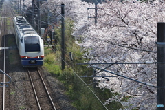 特急しらゆき（標準色）