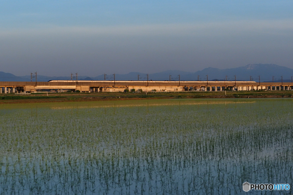 直播圃場に影落とし