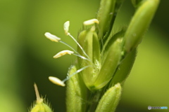 稲の花 …雌しべと雄しべ