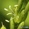 稲の花 …雌しべと雄しべ