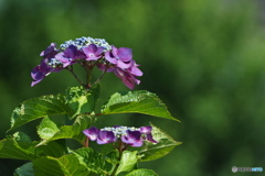 紫陽花を楽しむ ㉒