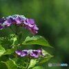 紫陽花を楽しむ ㉒