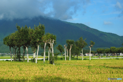 稲架木のある風景…朝景