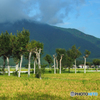 稲架木のある風景…朝景
