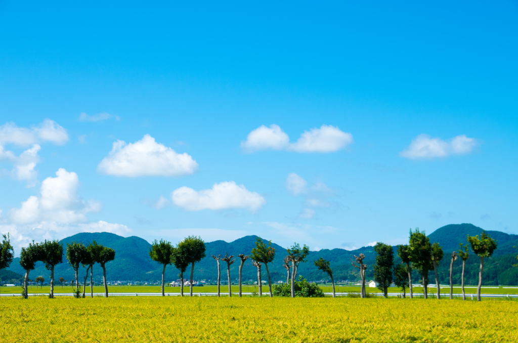 稲架木のある風景 - 葉月の4