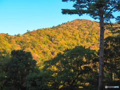 山は紅葉  