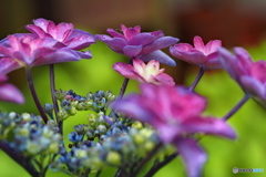 紫陽花を楽しむ ㉔